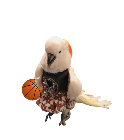 Campaign cover image for Migrate to the Chirp-ionship