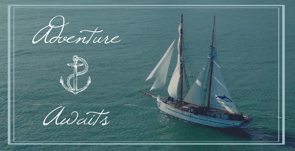 Campaign cover image for Tall Ship Sailing Adventure & Fundraiser with Marine Conservation Institute