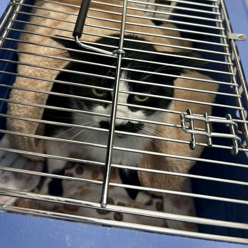 Campaign cover image for Emergency Surgery for Ricotta & Her Kittens 🐾