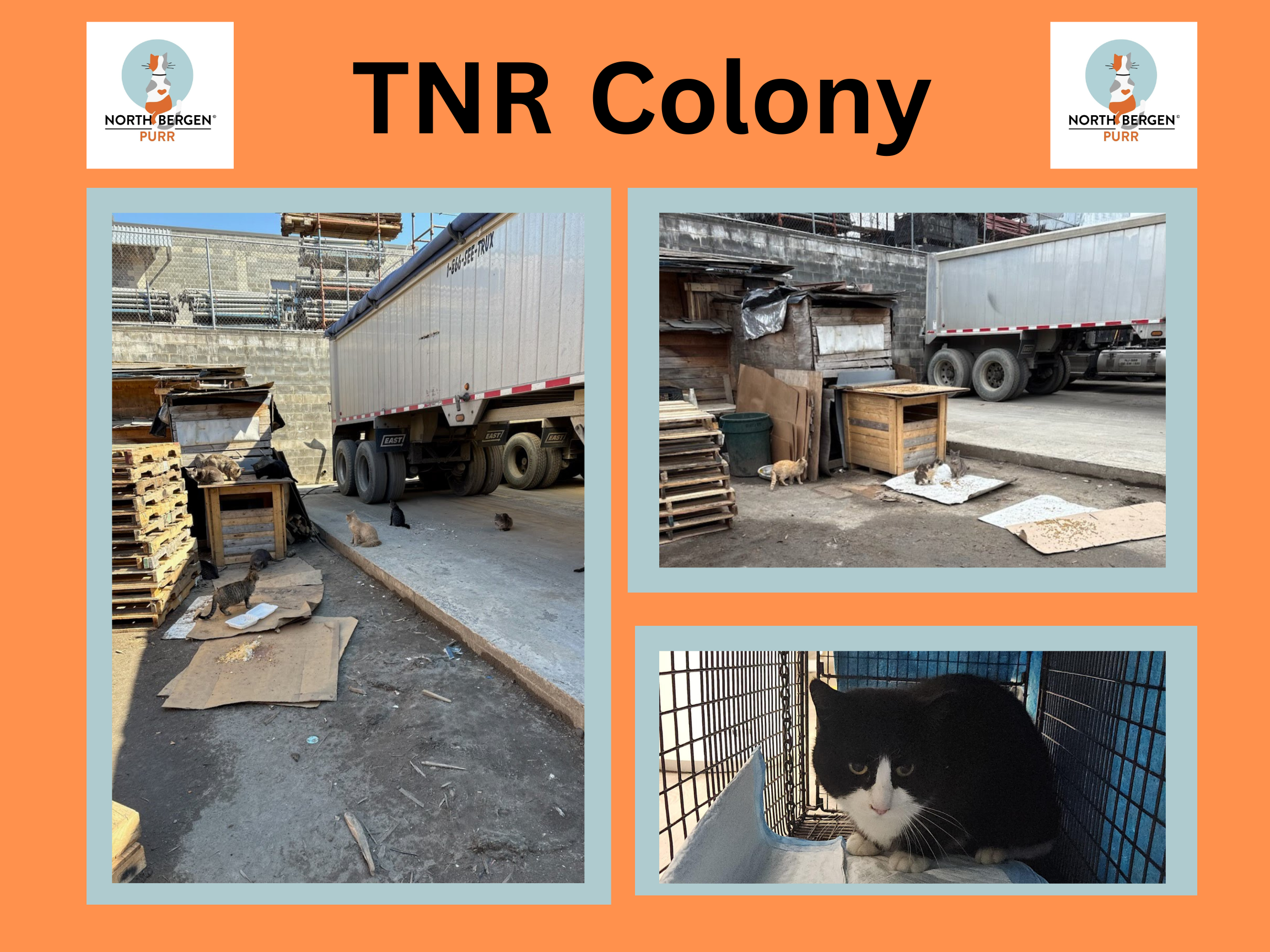 Campaign cover image for 20+ Cats, One Mission: Help Us Break the Cycle