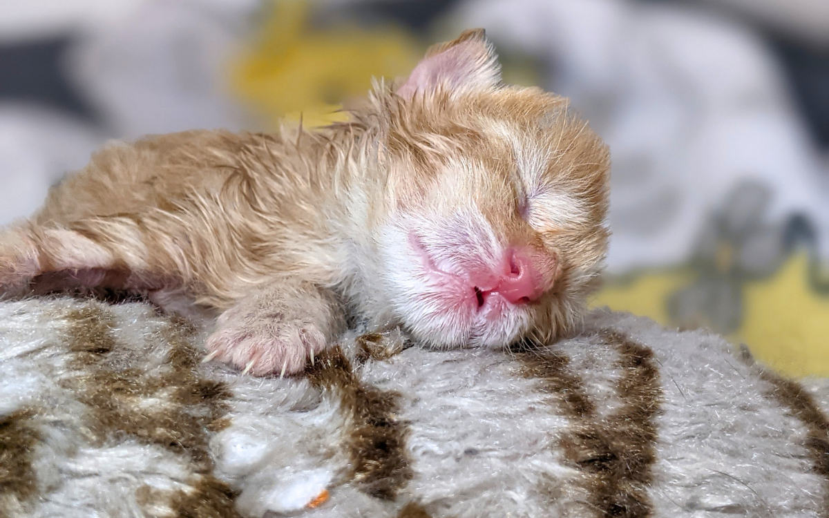 Campaign cover image for ⏰ Kitten Season Kickstart: A Virtual Week Inside Kitten Season