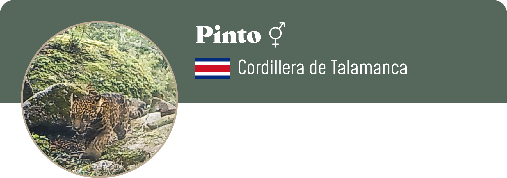 Campaign cover image for Adopt Pinto