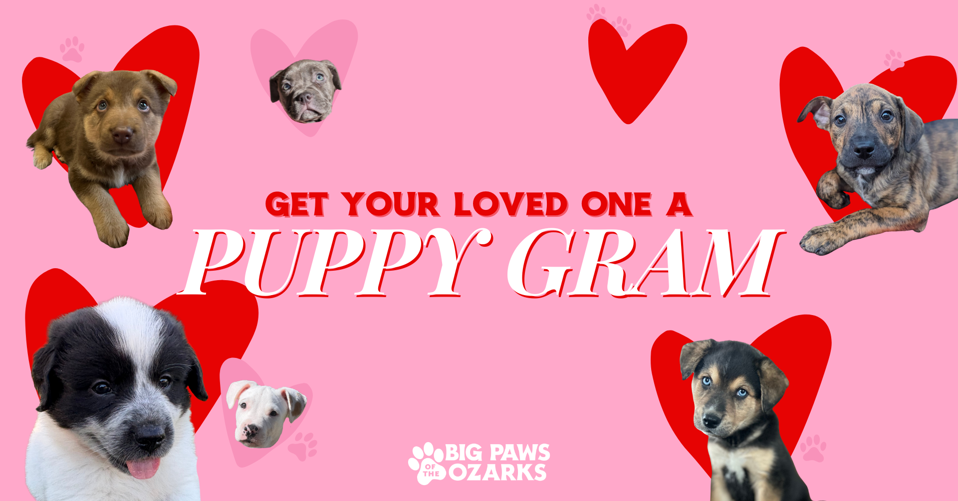 Campaign cover image for NWA Puppy Grams 2026!