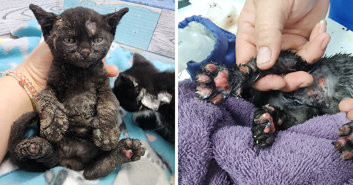 Campaign cover image for Four Kittens Fighting to Survive