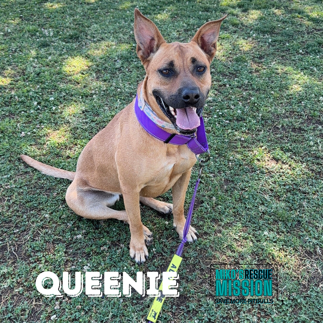 Campaign cover for Training for Queenie
