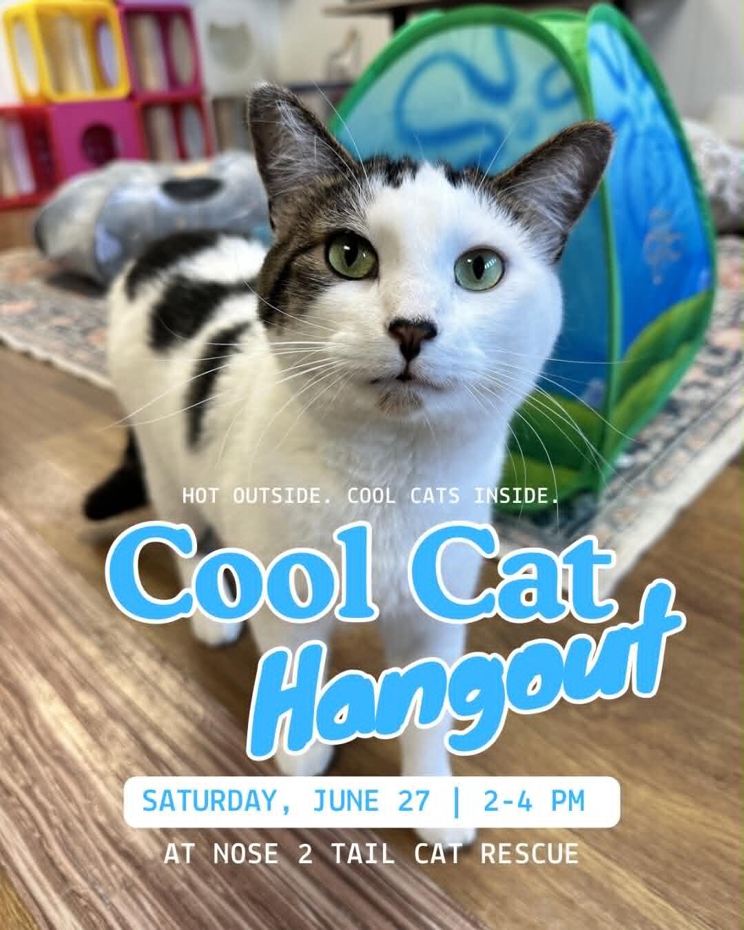 Campaign cover image for Cool Cat Hangout