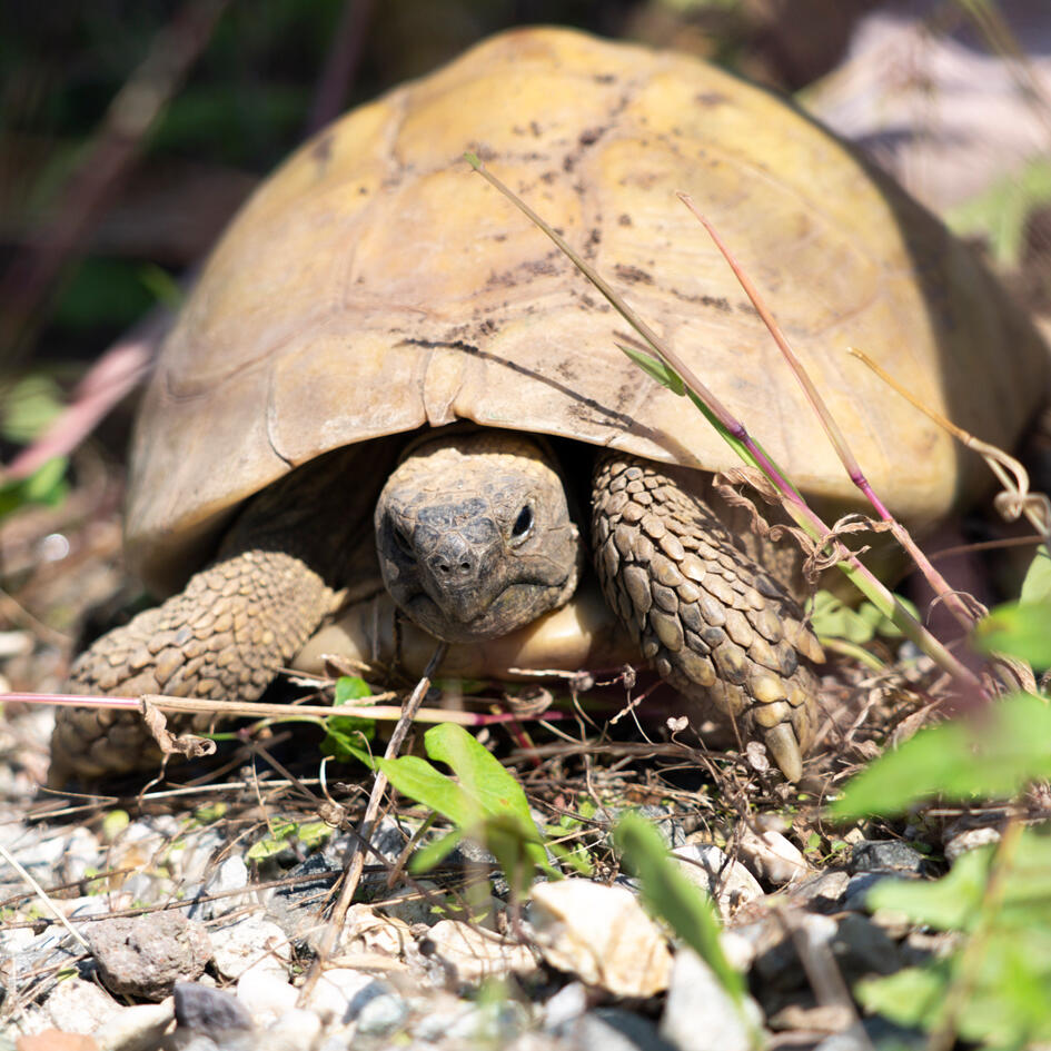 Campaign cover image for Adopt a Hermann's Tortoise – Basic Turtle Sponsorship