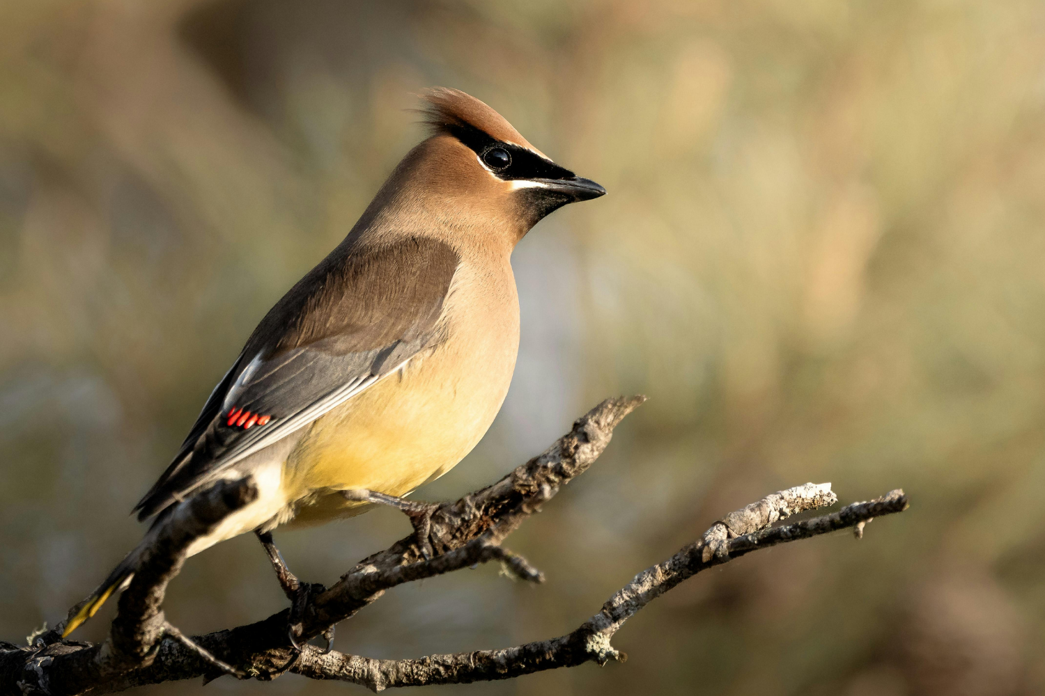 Campaign cover image for September Birding at Shawangunk Grasslands