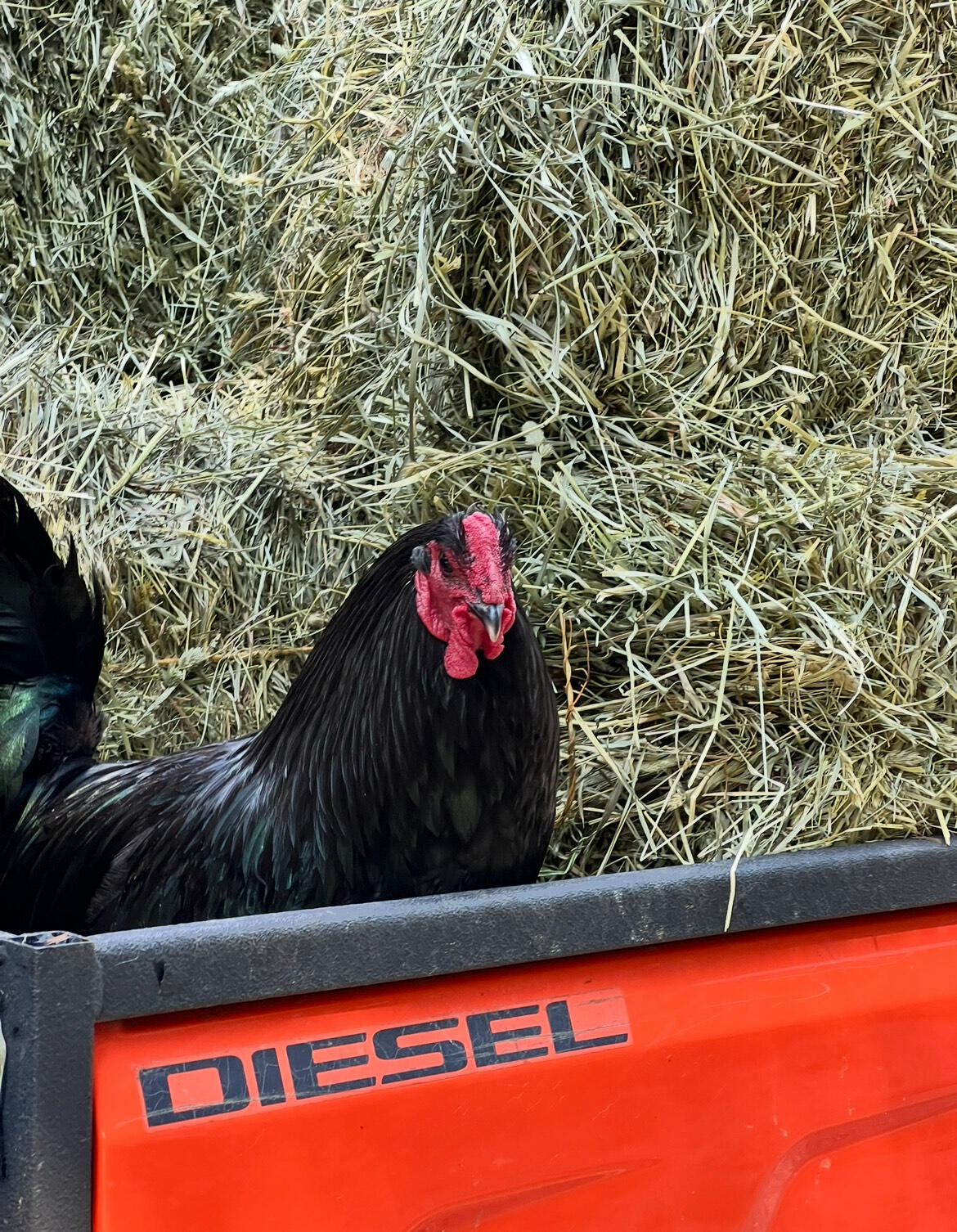 Campaign cover image for 2026 Hay Fund