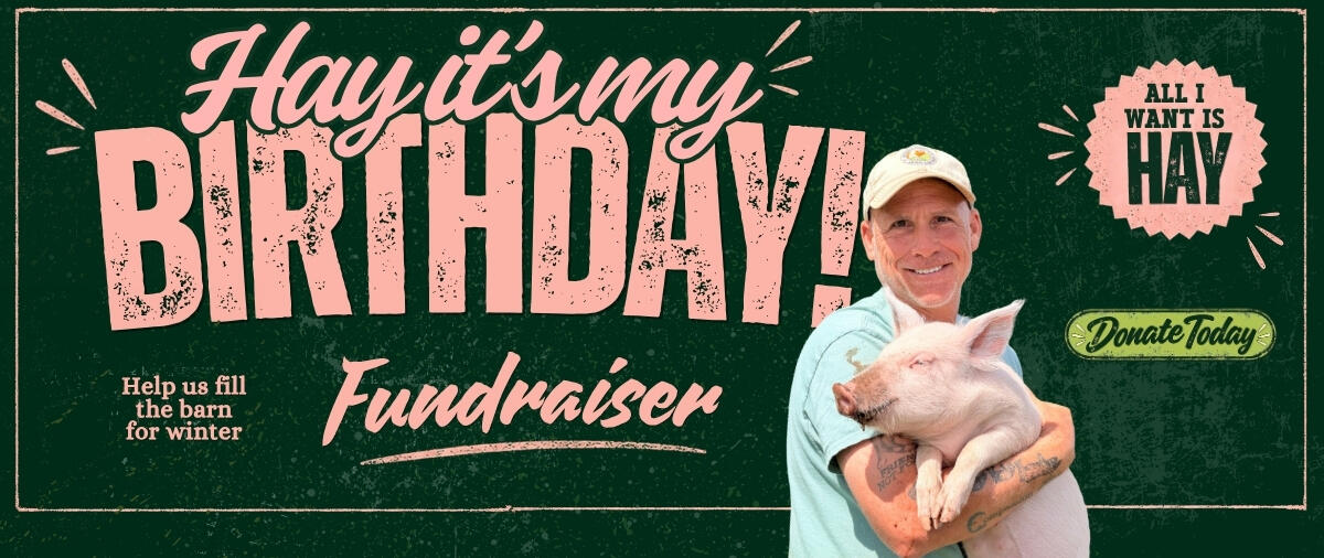 Campaign cover image for Hay It's My Birthday!