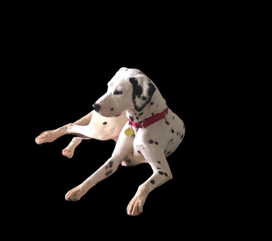 Campaign cover for Dalmatian Rescue of Colorado Inc