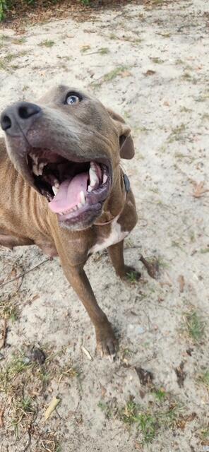 Campaign cover image for Coco and her 7 pups