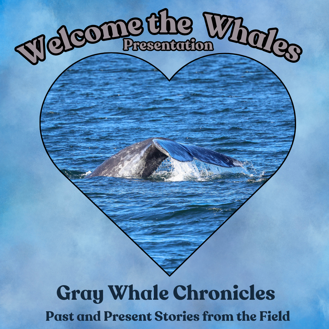 Campaign cover image for Gray Whale Chronicles: Past and Present Stories from the Field