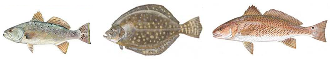 Campaign cover image for Fish for Good 2025