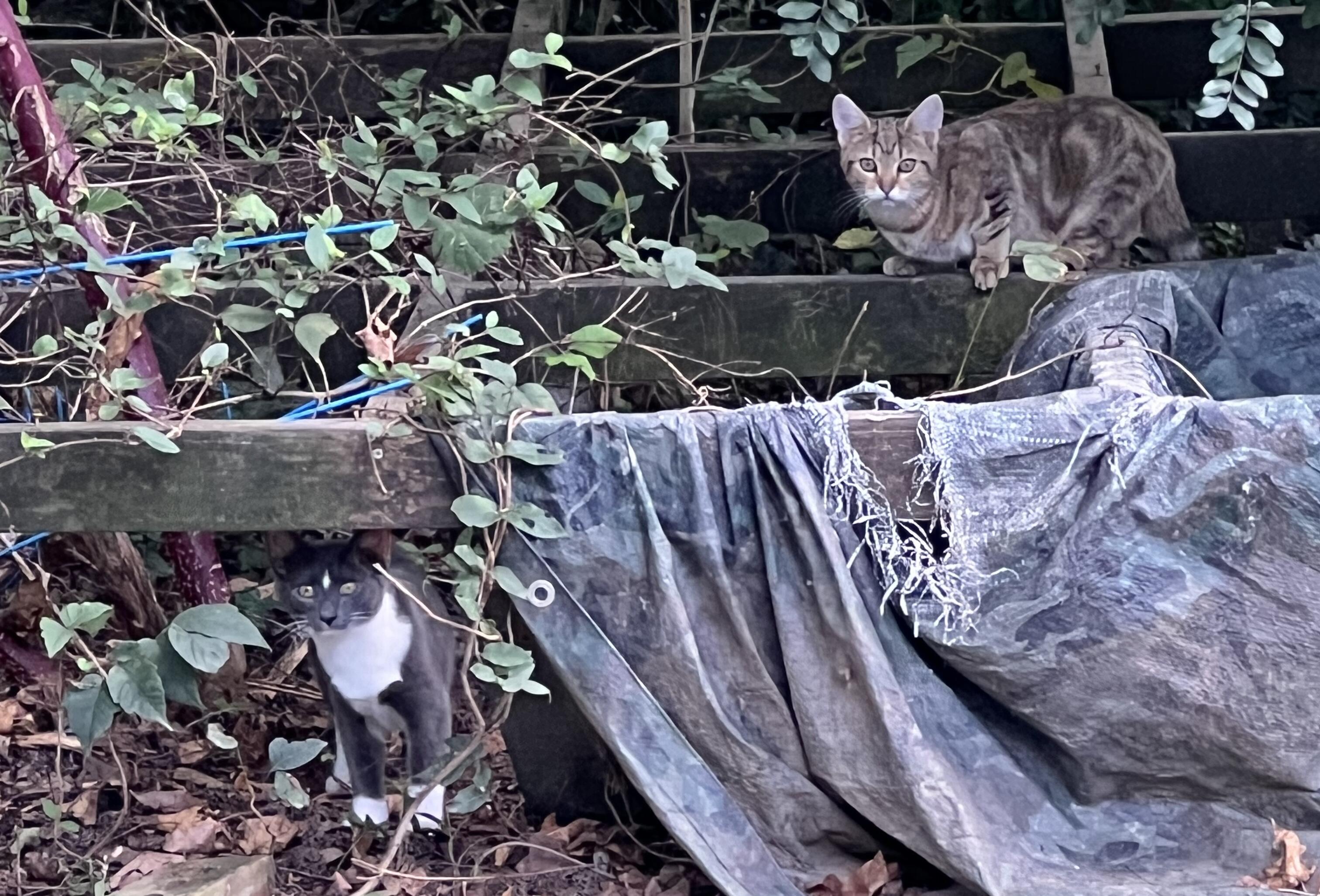 Campaign cover image for Mr. Hill's Cat Colony Makeover