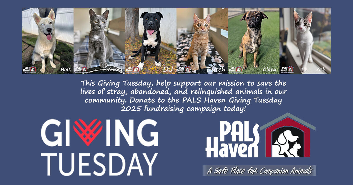 Campaign cover image for Giving Tuesday 2025