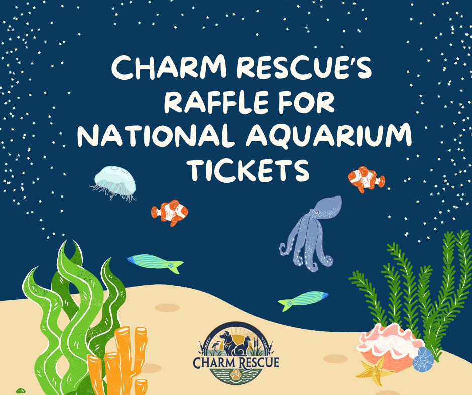 Campaign cover image for Under the Sea: A Raffle for CHARM Rescue