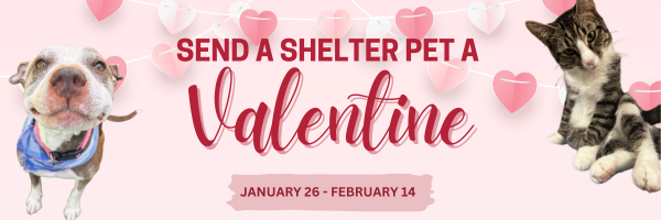 Campaign cover for Send a Shelter Pet a Valentine 💌