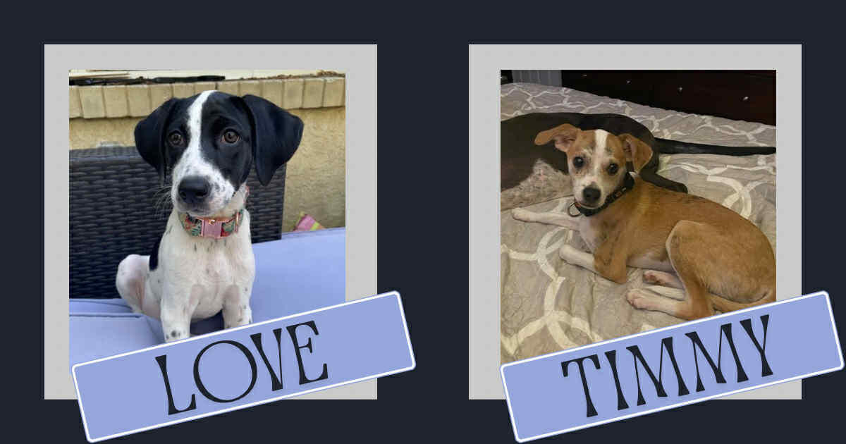 Campaign cover image for Timmy and Love