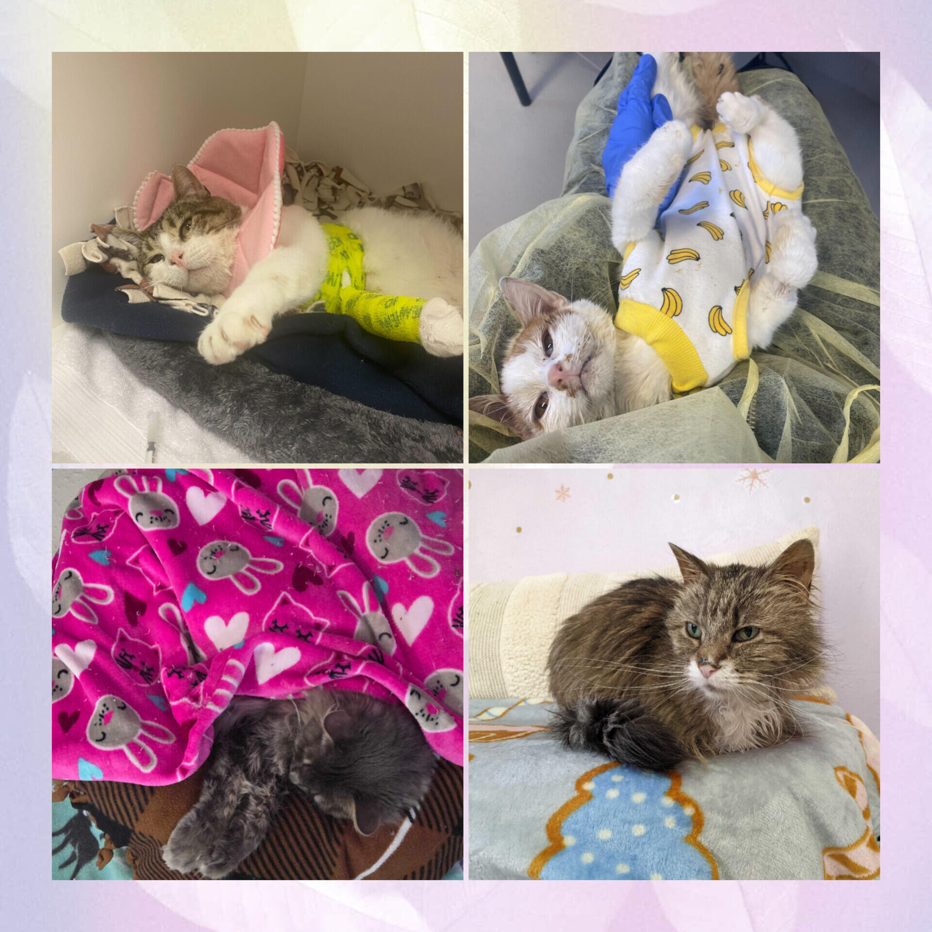 Campaign cover image for Urgent Medical Care for Cats in Rescue