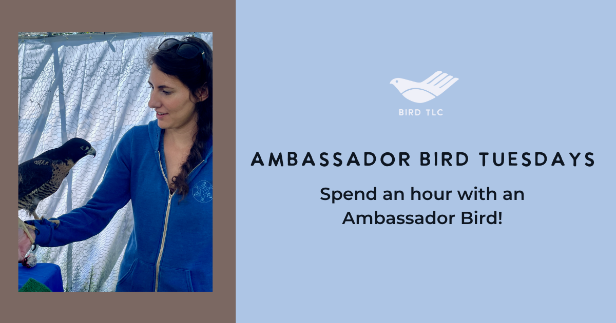 Campaign cover image for Ambassador Bird Tuesdays