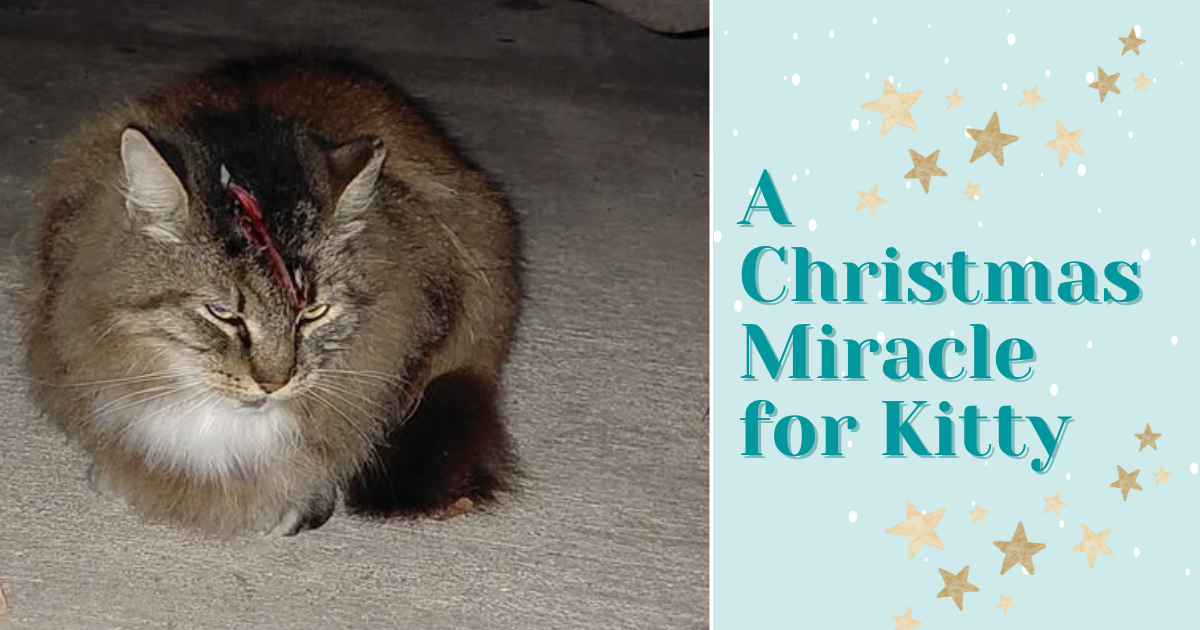 Campaign cover image for Christmas Miracle for Kitty