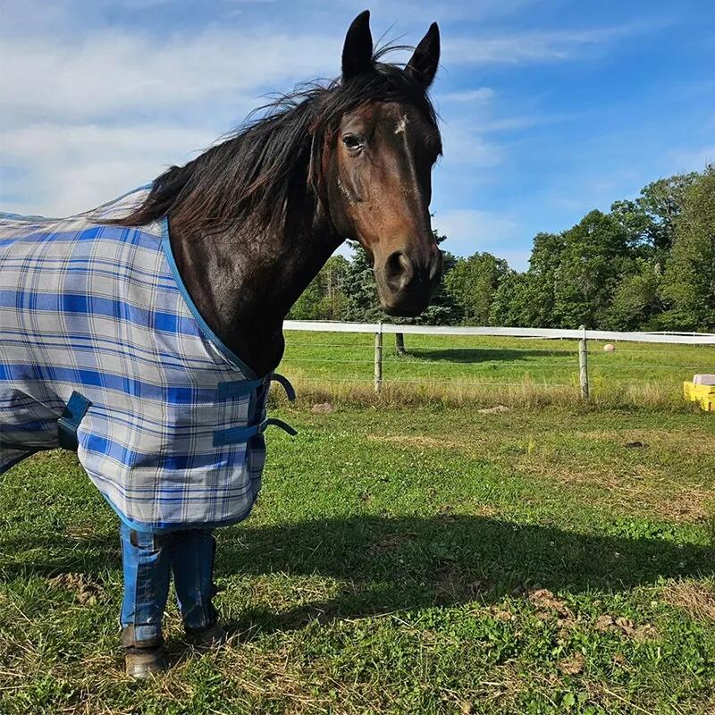 Campaign cover image for Candy Horse Sponsorship