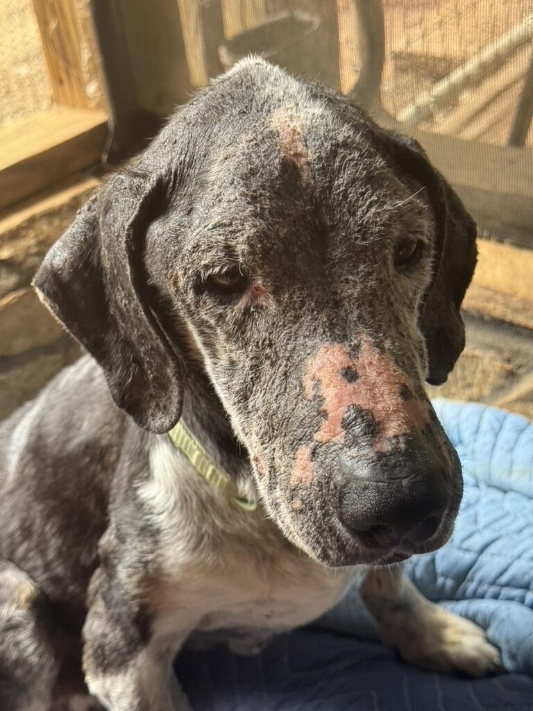 Campaign cover image for Rescued on Memorial Day — Now Sweet Theo Needs a Miracle