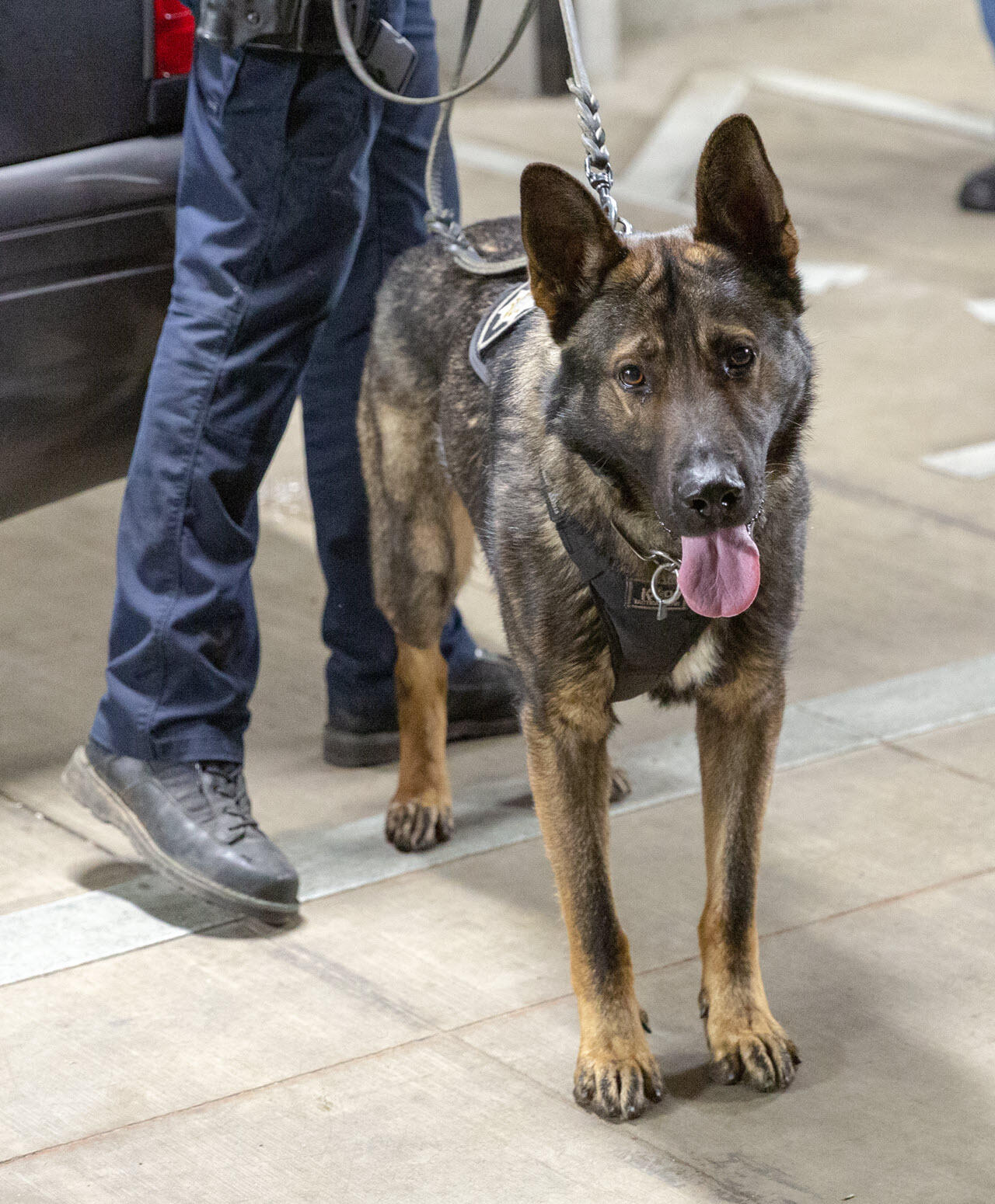 Campaign cover for Donate to Police K9 Support