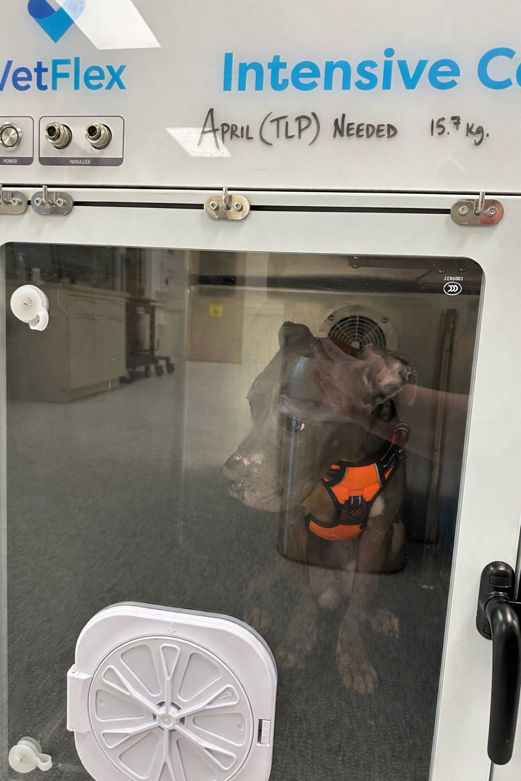 Campaign cover image for 🆘Emergency Case: April Is Fighting to Breathe🆘