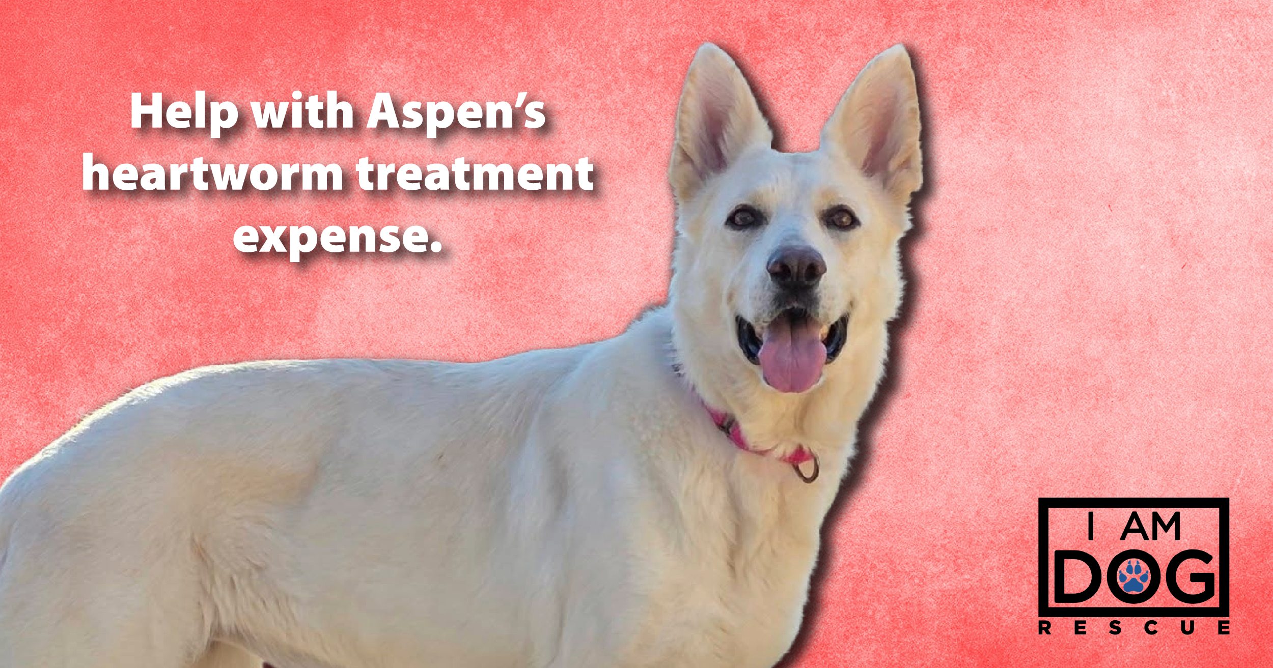 Campaign cover image for Help with Aspen's Heartworm Treatment