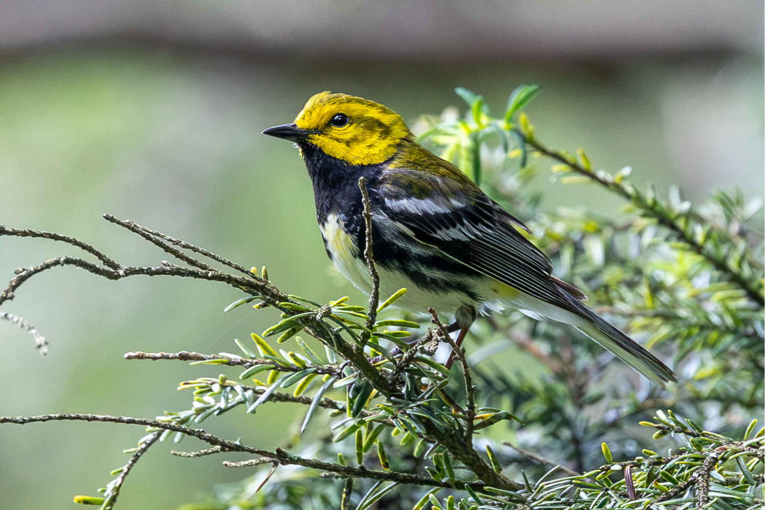 Campaign cover image for September Birding at Thorn Preserve