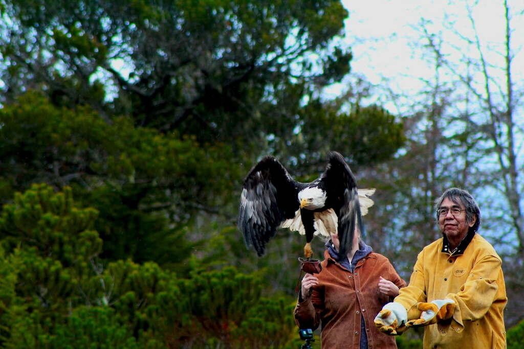 Campaign cover image for Sitka Homeless Coalition Eagle Release