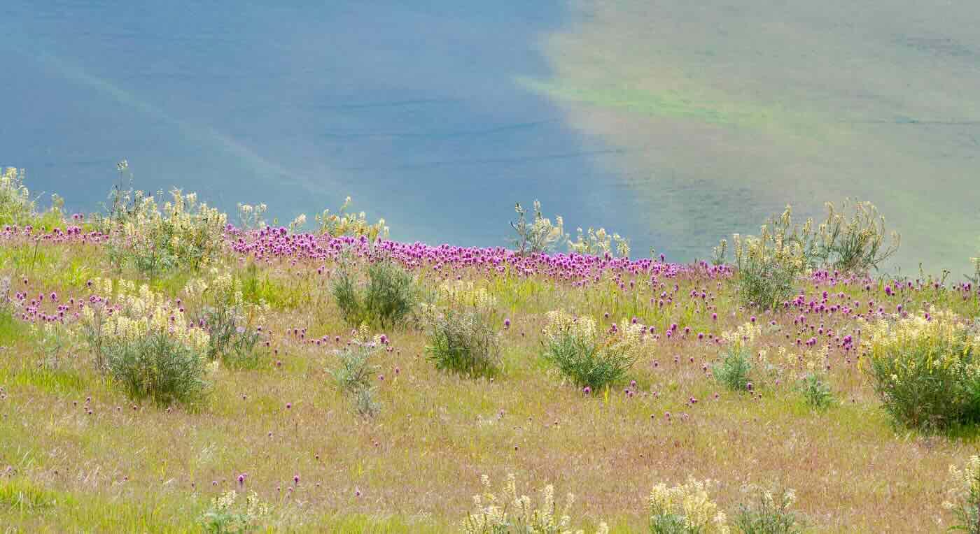 Campaign cover image for Beauty and the Beast