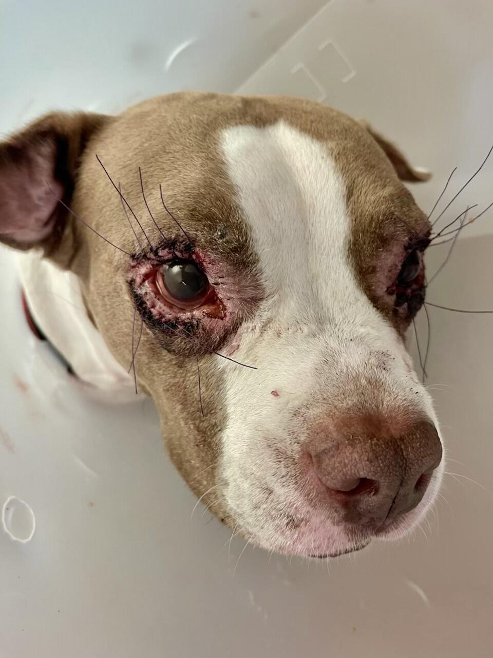 Campaign cover image for HOPE FOR BUTTERS EYES