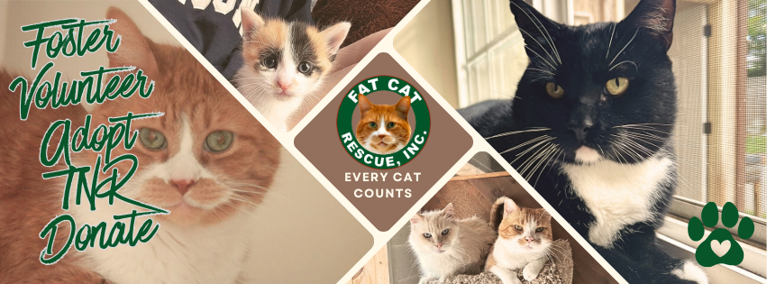Campaign cover image for Donate to Fat Cat Rescue!