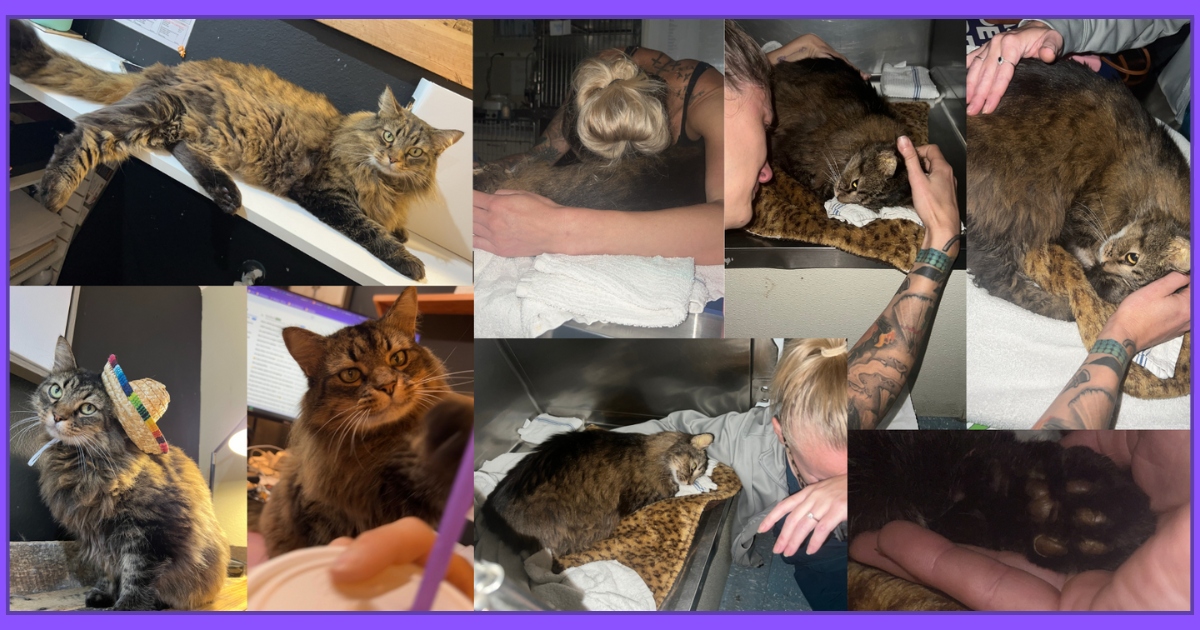 Campaign cover image for Rainbow Bridge - In Honor Of