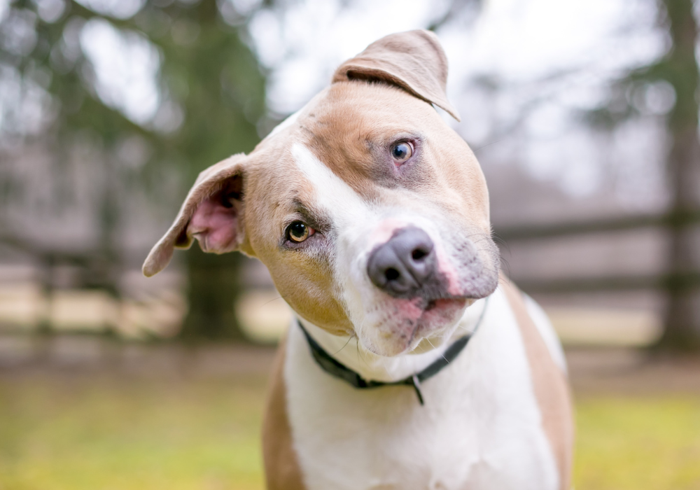 Campaign cover for Shaduba Home For Life