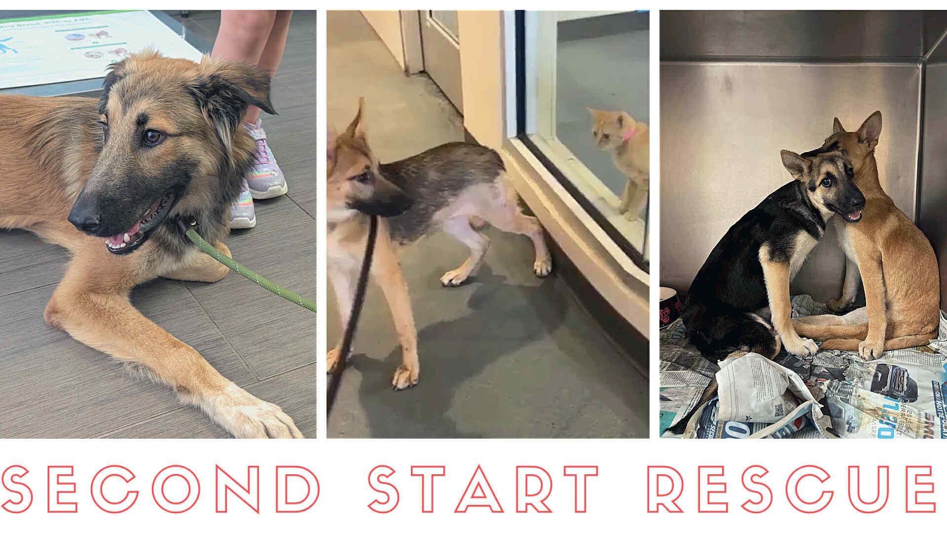 Campaign cover image for Adoption Event Donations