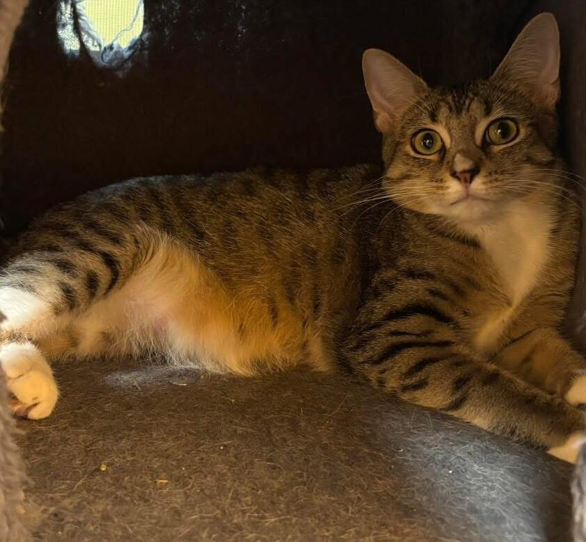 Campaign cover image for Help Shishito Beat FIP!