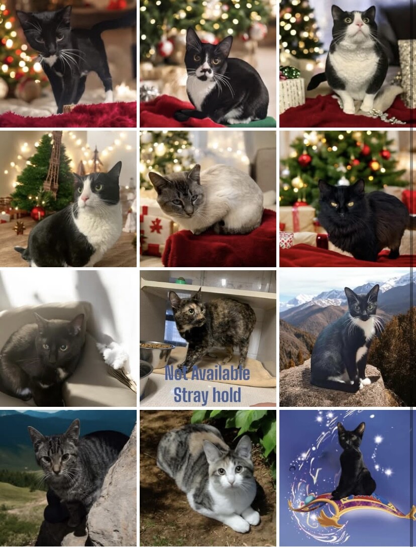 Campaign cover image for Sponsor Adoption Fee