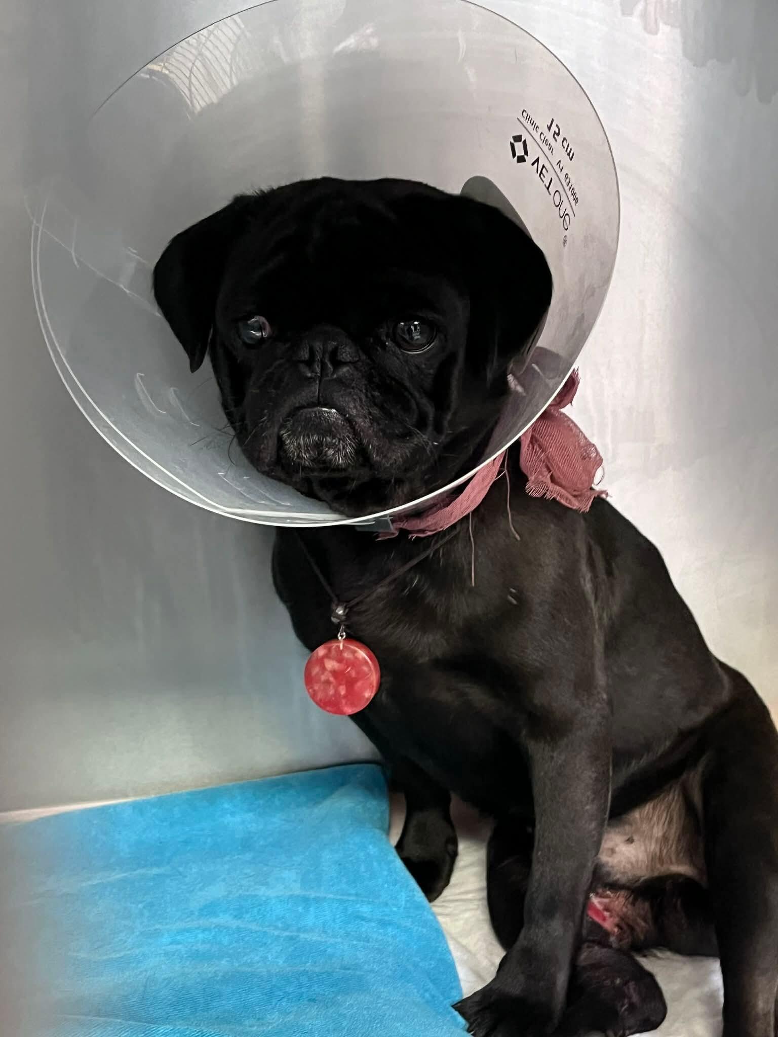 Campaign cover image for Moose's Vet Bill