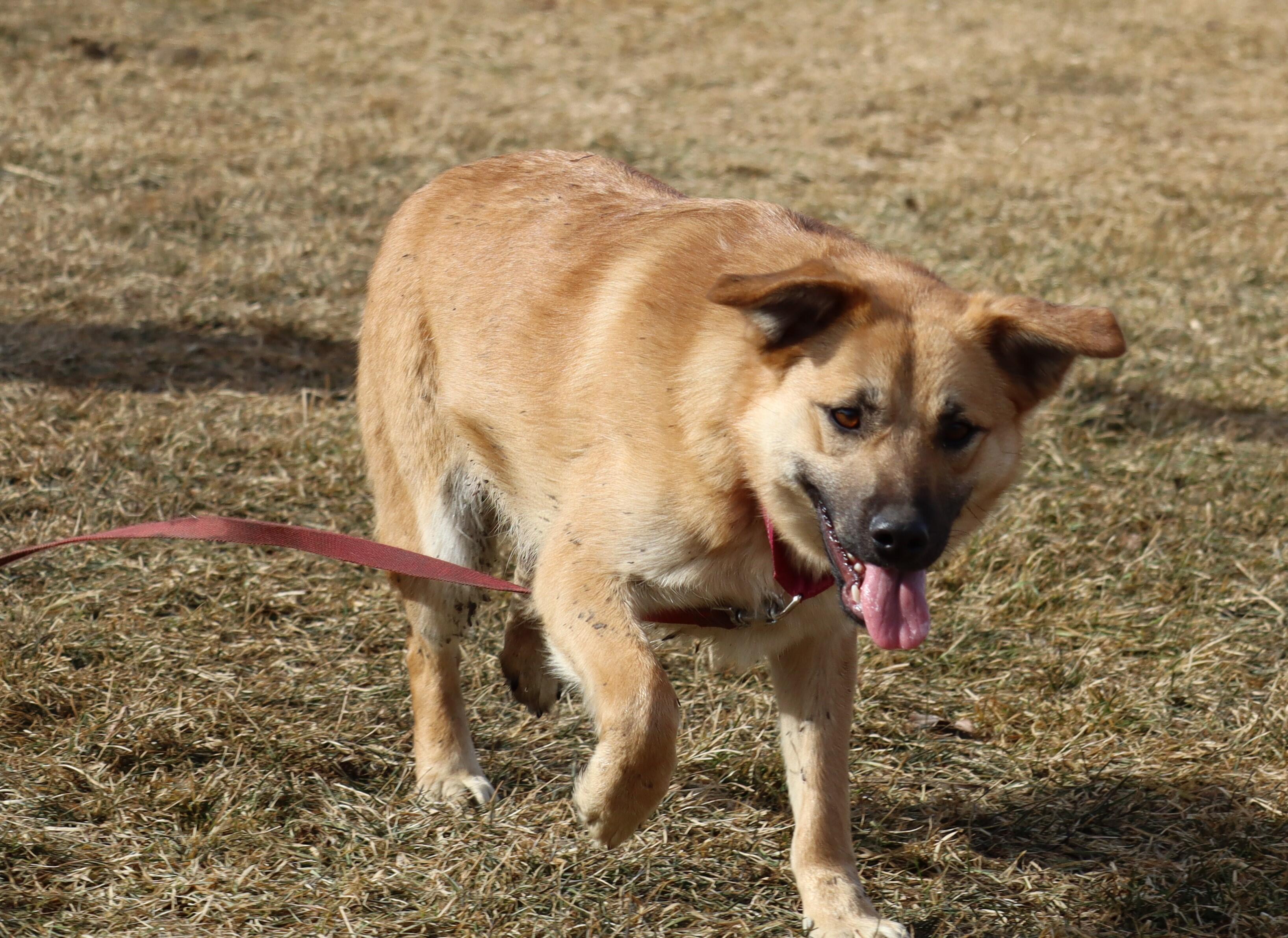 Campaign cover image for The FINALE:  SWEET POTATO