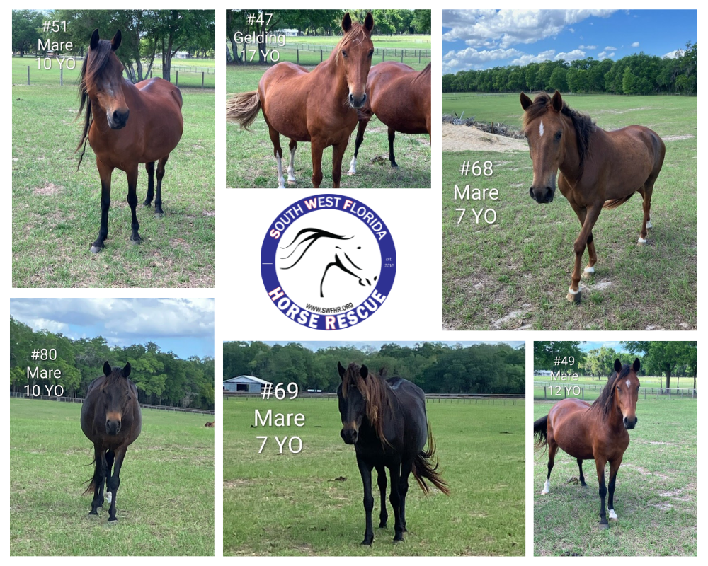 Campaign cover image for Donations for the 2026 Paso Fino Rescue @ SWFHR