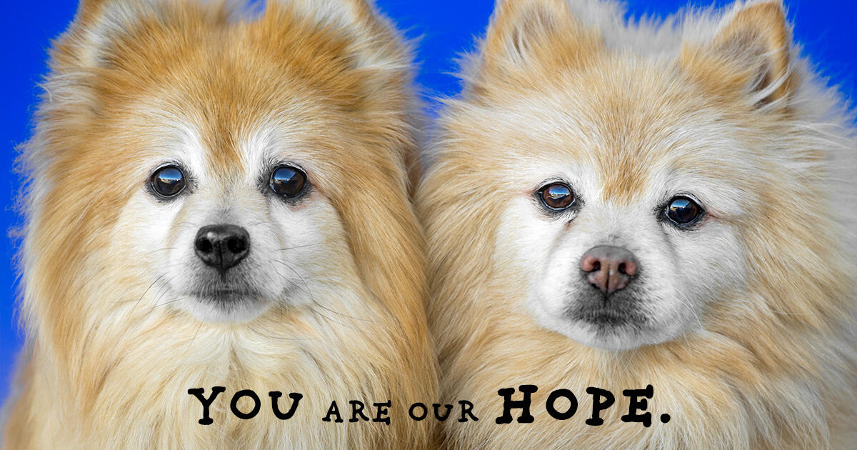 Campaign cover for Save the Shelter Pet