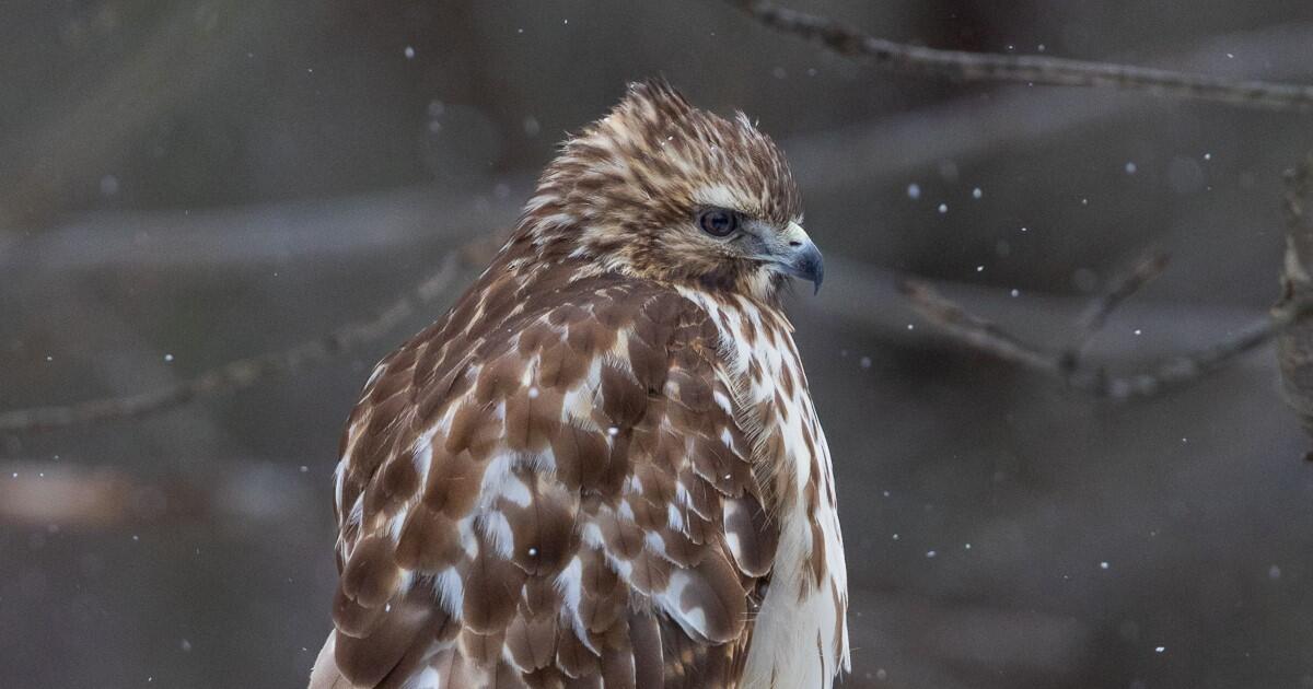 Campaign cover image for Winter Guided Bird Walks 12-28-25