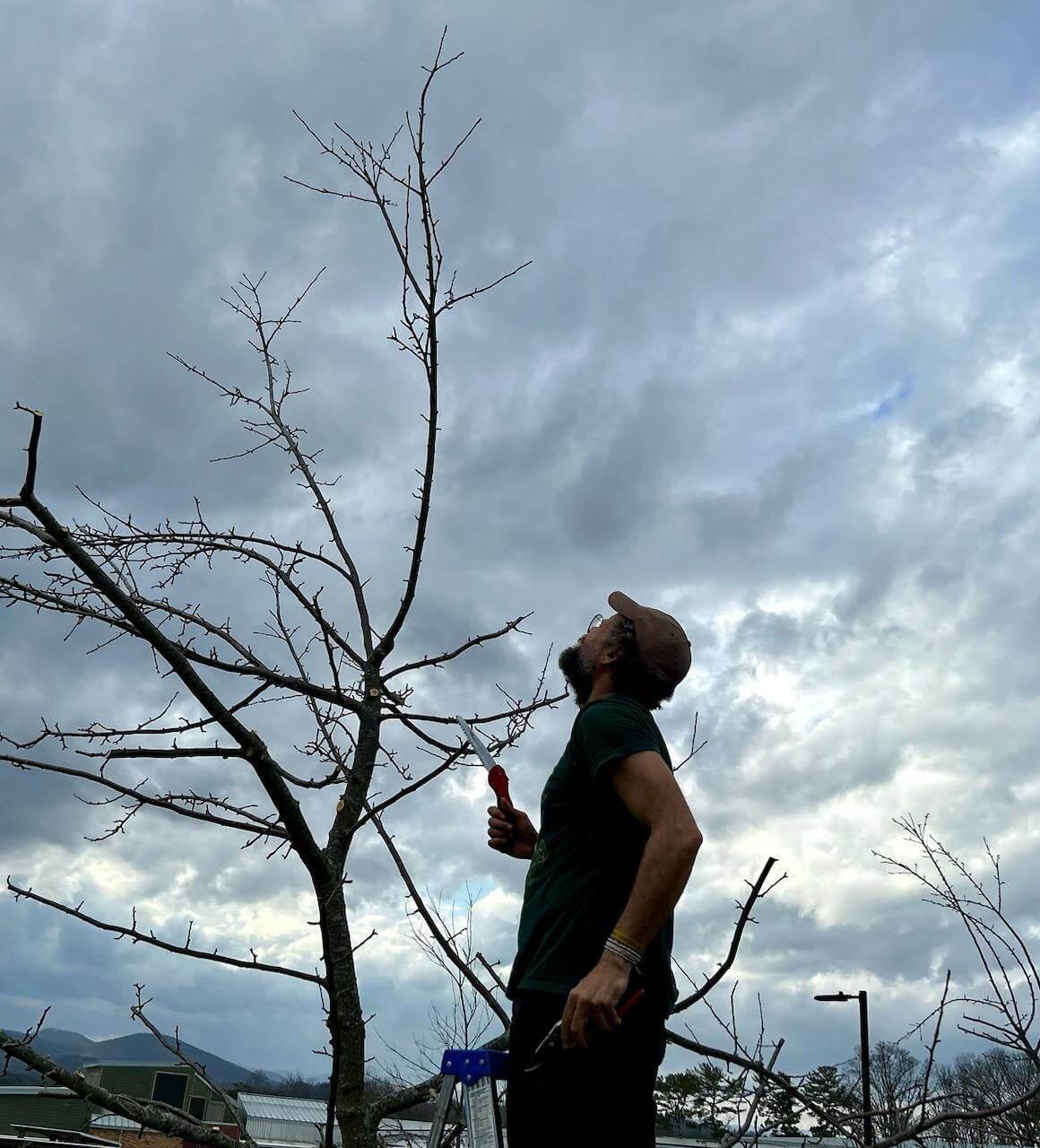 Campaign cover image for Fruit Tree Pruning Workshop