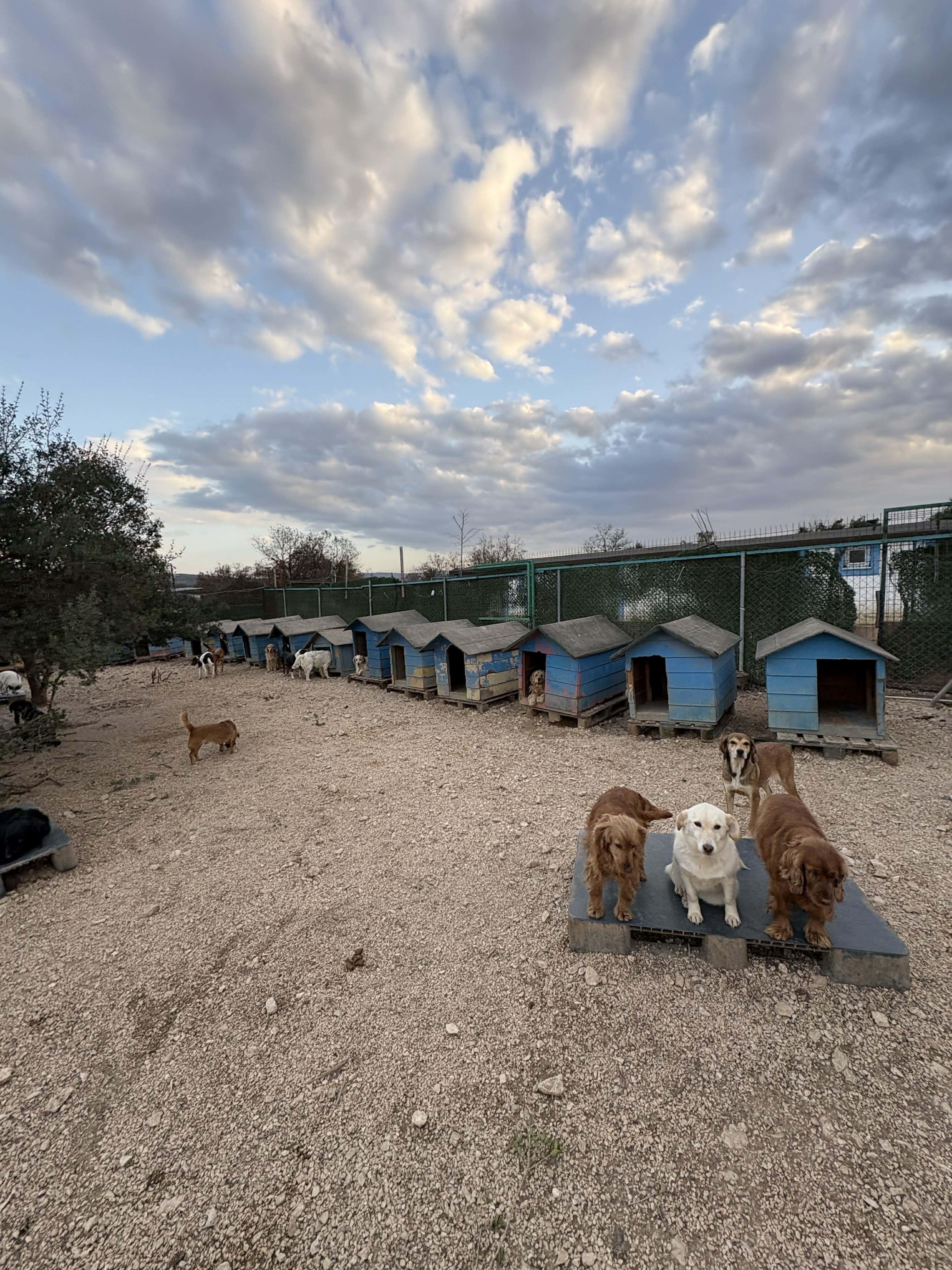 Campaign cover image for TPGHR Little Dog Large Shelter