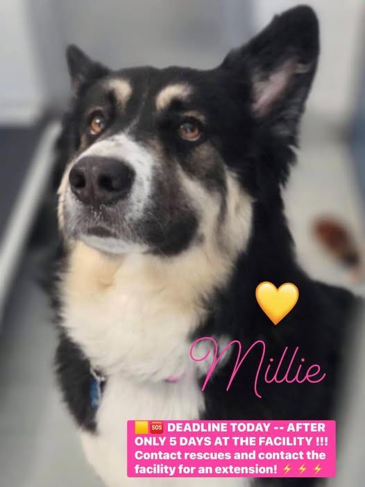 Campaign cover image for 🆘 MILLIE IS SAFE WITH WOOF TRIBE  🆘