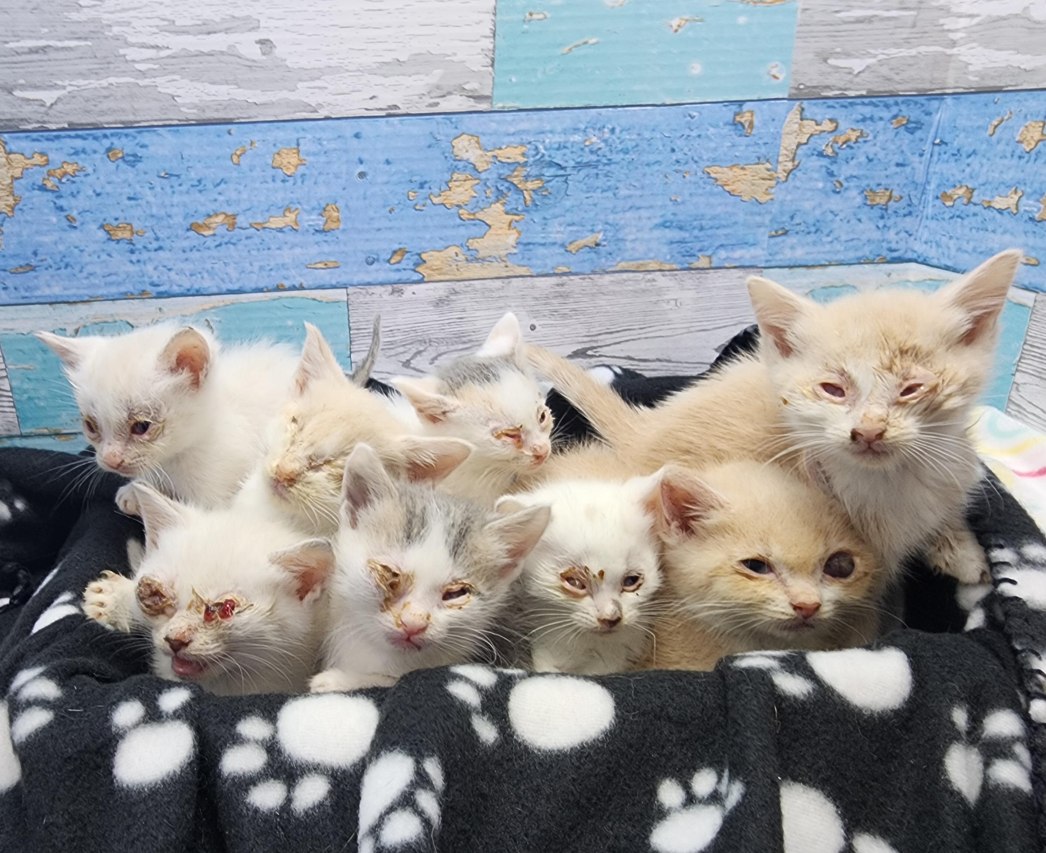 Campaign cover image for EMERGENCY: 8 Kittens in Critical Need!